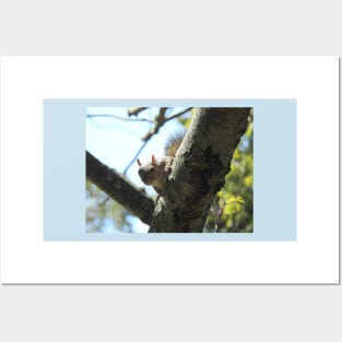 Eastern gray squirrel, wildlife photography, wild animals Posters and Art